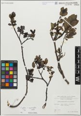 Foto von Salix glabra Scop. x Salix myrsinifolia Salisb.